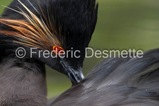 Black-necked grebe (Podiceps nigricollis)-43