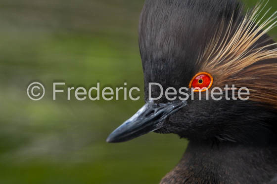 Black-necked grebe (Podiceps nigricollis)-44