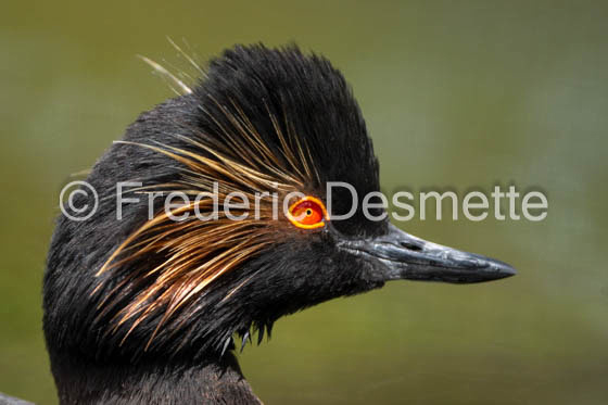 Black-necked grebe (Podiceps nigricollis)-45