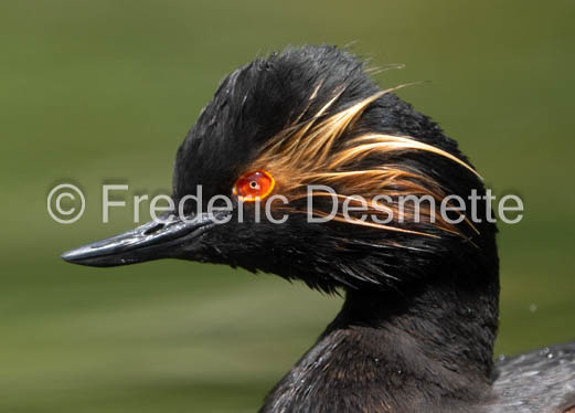 Black-necked grebe (Podiceps nigricollis)-50