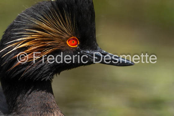 Black-necked grebe (Podiceps nigricollis)-8