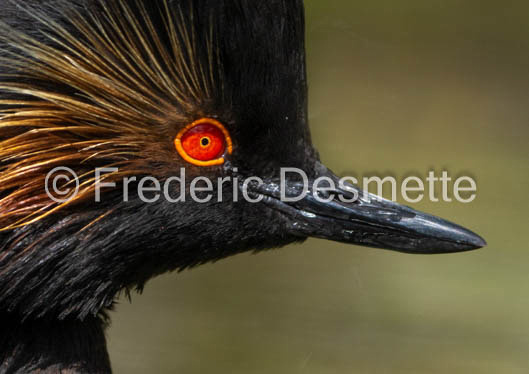 Black-necked grebe (Podiceps nigricollis)-9