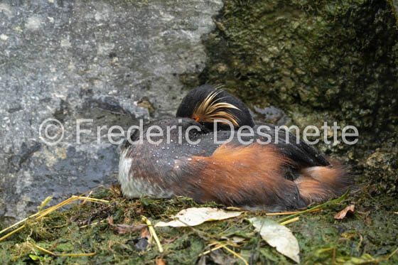 Black-necked grebe (Podiceps nigricollis)-21