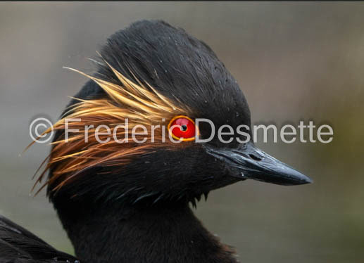 Black-necked grebe (Podiceps nigricollis)-27