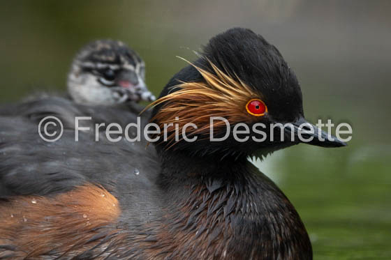 Black-necked grebe (Podiceps nigricollis)-28