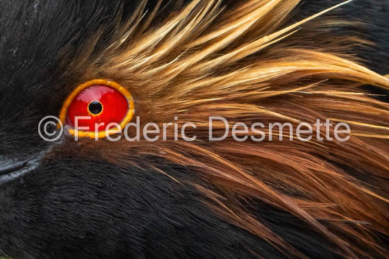 Black-necked grebe (Podiceps nigricollis)-29