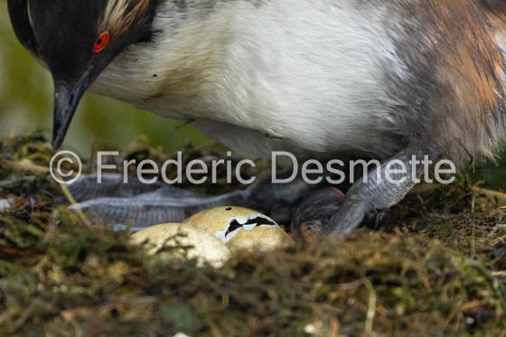 Black-necked grebe (Podiceps nigricollis)-31