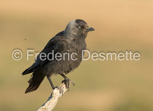 Jackdaw (Corvus monedula)-152