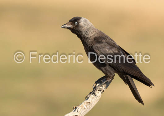 Jackdaw (Corvus monedula)-163