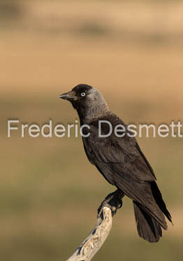 Jackdaw (Corvus monedula)-164