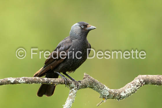 Jackdaw (Corvus monedula)-222