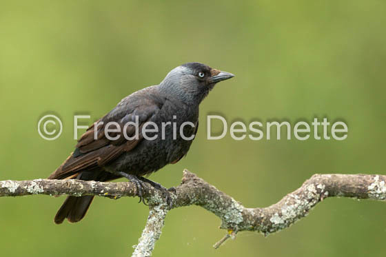 Jackdaw (Corvus monedula)-39