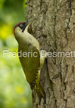 Green woodpecker (Picus viridis)-224