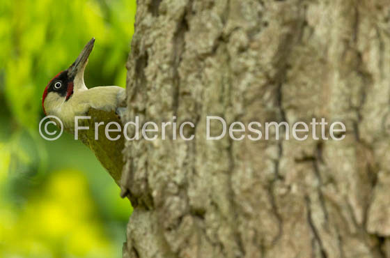 Green woodpecker (Picus viridis)-225