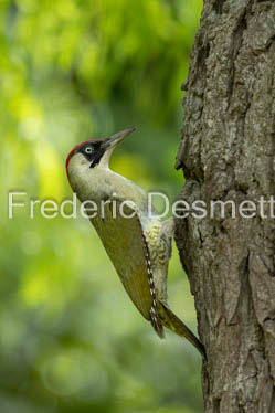 Green woodpecker (Picus viridis)-226