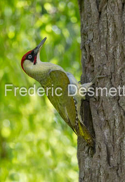 Green woodpecker (Picus viridis)-228