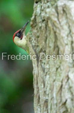Green woodpecker (Picus viridis)-252