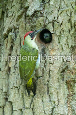 Green woodpecker (Picus viridis)-253