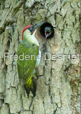 Green woodpecker (Picus viridis)-254