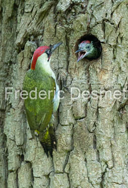 Green woodpecker (Picus viridis)-25