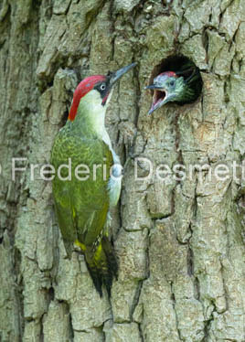 Green woodpecker (Picus viridis)-27