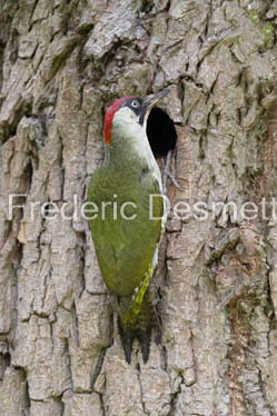 Green woodpecker (Picus viridis)-28