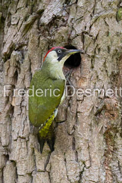 Green woodpecker (Picus viridis)-29