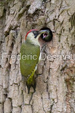 Green woodpecker (Picus viridis)-30