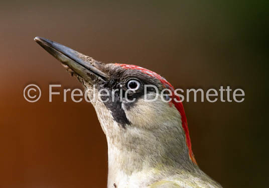 Green woodpecker (Picus viridis)-31
