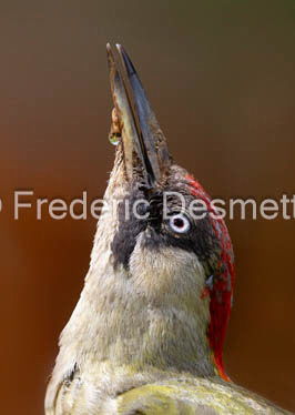 Green woodpecker (Picus viridis)-33