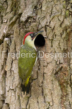 Green woodpecker (Picus viridis)-35