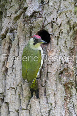 Green woodpecker (Picus viridis)-36