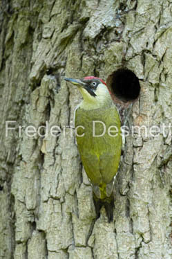 Green woodpecker (Picus viridis)-37