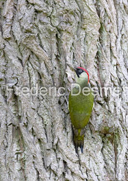 Green woodpecker (Picus viridis)-56