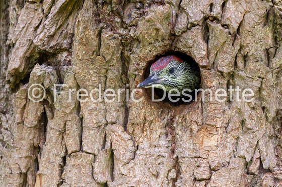 Green woodpecker (Picus viridis)-62