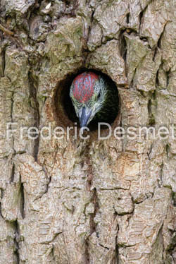 Green woodpecker (Picus viridis)-60