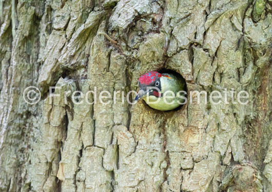 Green woodpecker (Picus viridis)-59