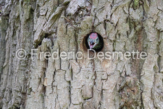 Green woodpecker (Picus viridis)-58