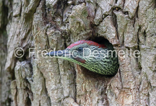 green woodpecker (Picus viridis)-153