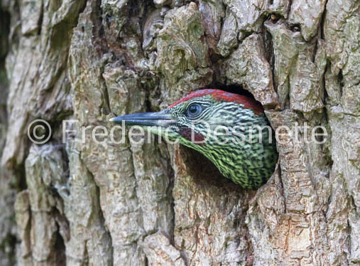 green woodpecker (Picus viridis)-158