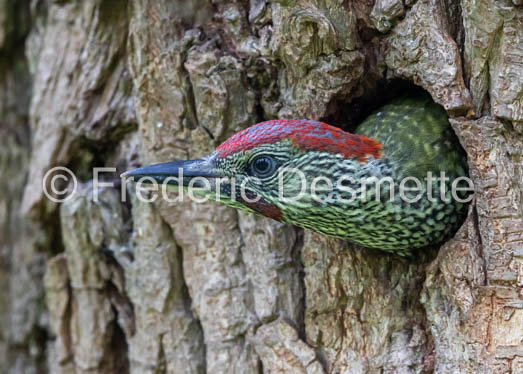 Green woodpecker (Picus viridis)-366