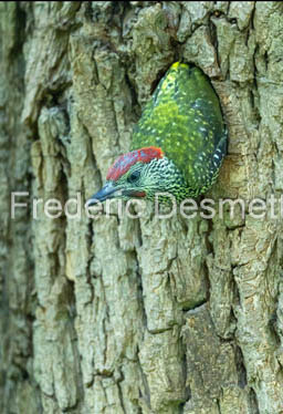 Green woodpecker (Picus viridis)-367
