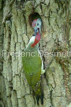 green woodpecker (Picus viridis)-154