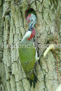 green woodpecker (Picus viridis)-155