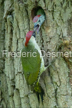 green woodpecker (Picus viridis)-160