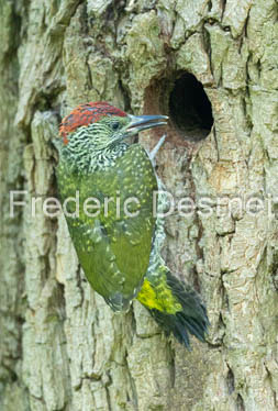 green woodpecker (Picus viridis)-156