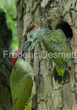 green woodpecker (Picus viridis)-161