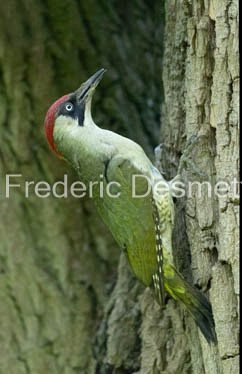 green woodpecker (Picus viridis)-162