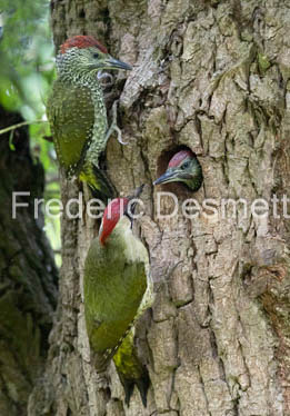 green woodpecker (Picus viridis)-157