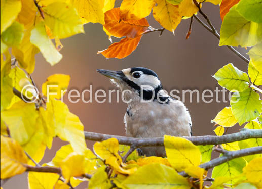 Great spotted woodpecker (Dendrocopos major) (88 of 1)